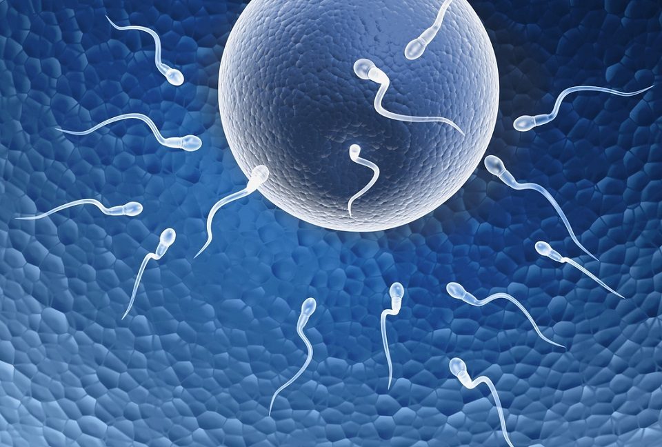 Fertility and conception tips