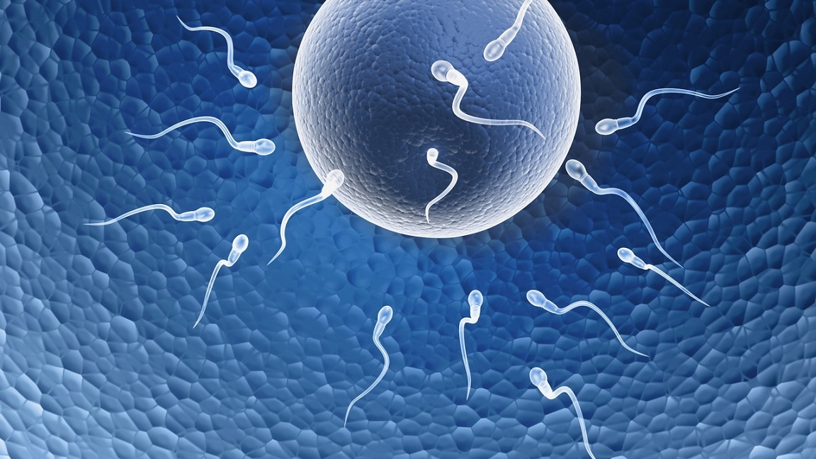 Fertility and conception tips